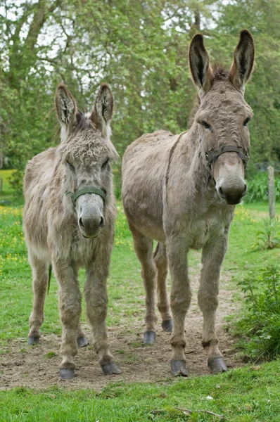 stock image Two donkeys