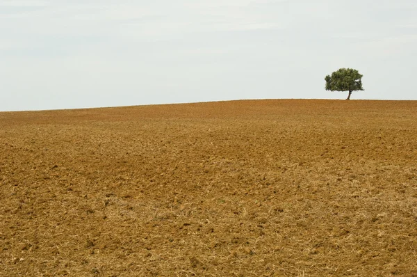 Lonely tree in wasteland — Stock Photo, Image