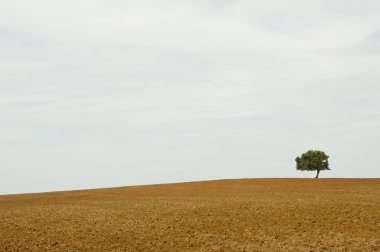 kahverengi çorak yalnız ağaçta