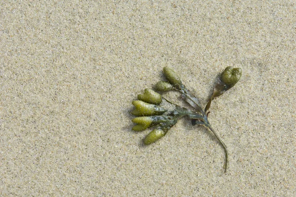 Algi na plaży — Zdjęcie stockowe