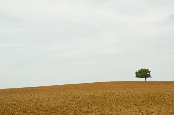 Lonely tree in brown wasteland — Stock Photo, Image