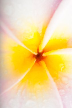 Frangipani Macro clipart