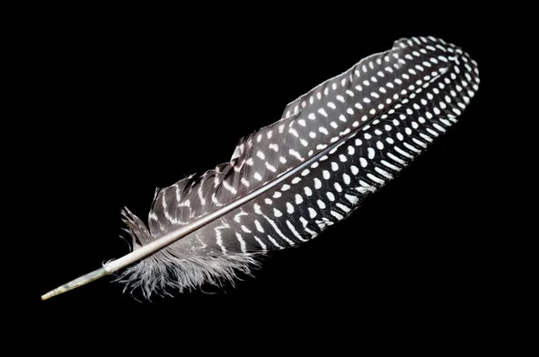 黒の斑点を付けられた羽 — ストック写真