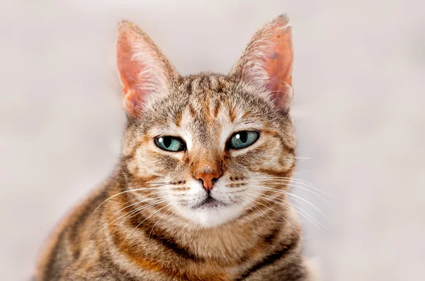 stock image Alert Tabby Cat