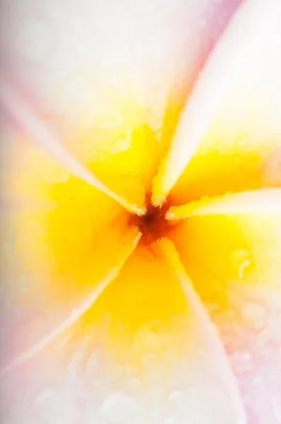 stock image Frangipani Macro