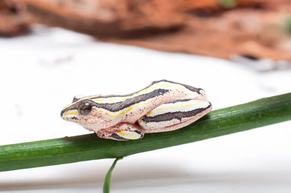 stock image Painted Reed Frog