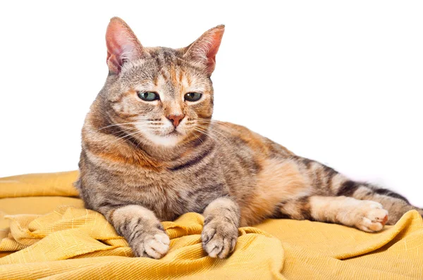 Красивая Молодая Кошка Отдыхает Золотой Ткани — стоковое фото