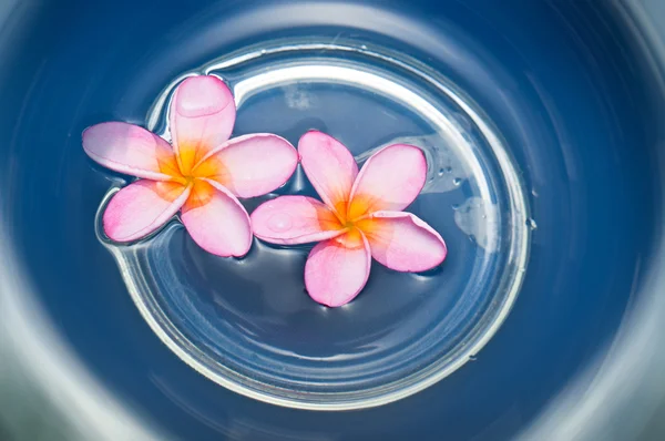 Дві Красиві Рожеві Жовті Квіти Франгіпані Плавають Закрученій Блакитній Воді — стокове фото