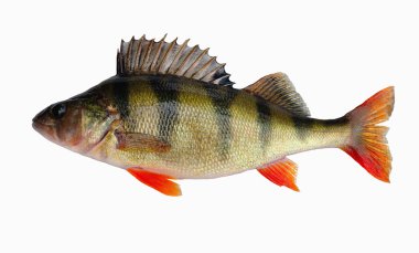 River perch (Persa fluviatilis L.) clipart