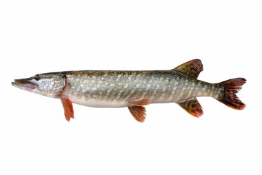 Common pike (Esox lucius L.) clipart