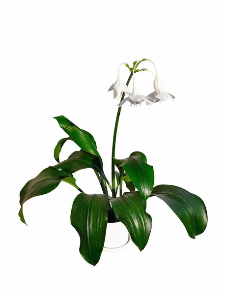 Eucharis x grandiflora - houseplant — Stock Photo, Image