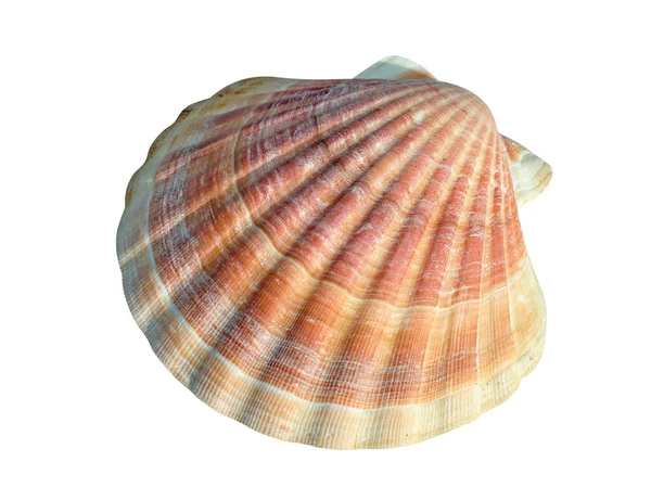 Una Capesante Mollusco Bivalvo Marino Della Famiglia Pectinidae Capesante Sono — Foto Stock