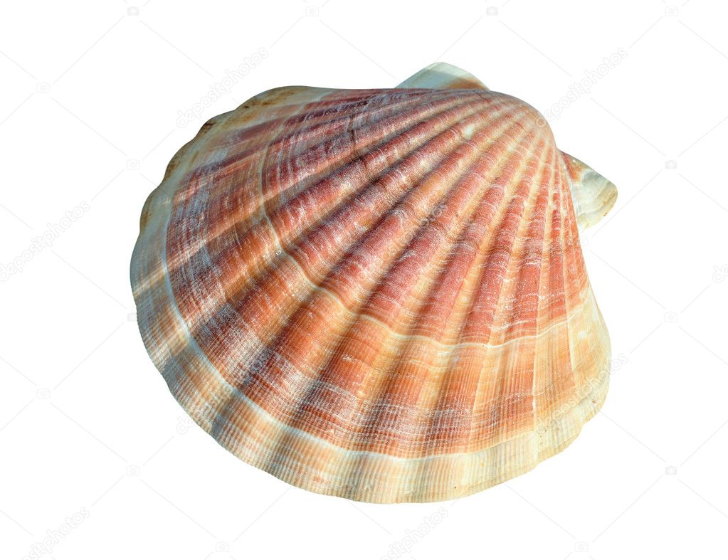 A scallop is a marine bivalve mollusc of the family Pectinidae. Scallops are a cosmopolitan family, found in all of the world's oceans.