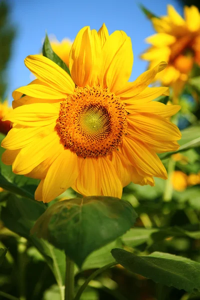 stock image Sunflowers