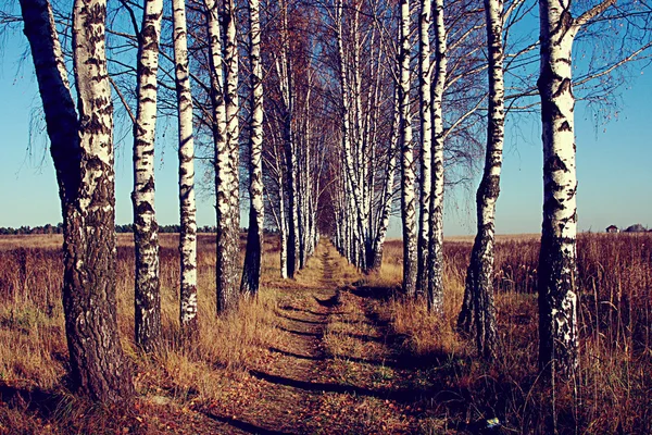 Huş avenue