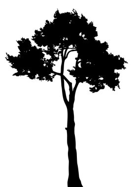 Silhouette of tree on a white bsckground clipart