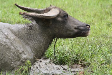 Yang (Bubalus bubalis carabanesis)