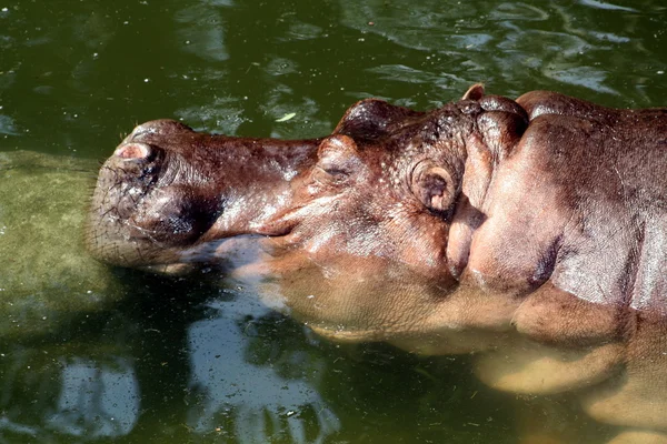 Nijlpaard in water — Stockfoto