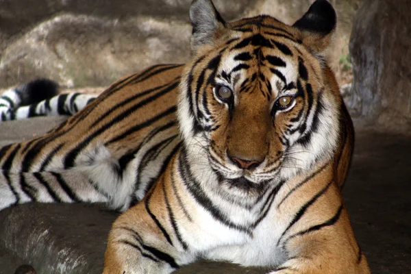 stock image Bengal Tiger