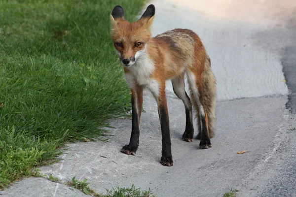 stock image Red Fox