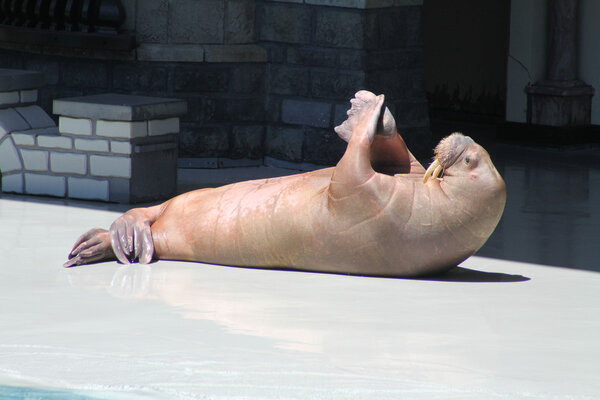 Морж (на спине
)