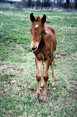 Horse-colt 2wks old (Brown) clipart