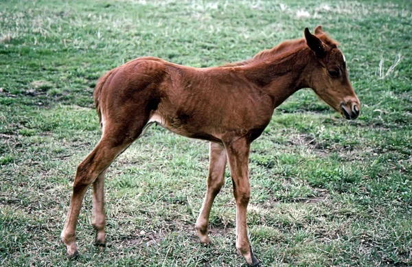 Koně hříbě 2 týdny starého (Brown) — Stock fotografie