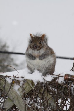 Squirrel, Grey on top of fence clipart