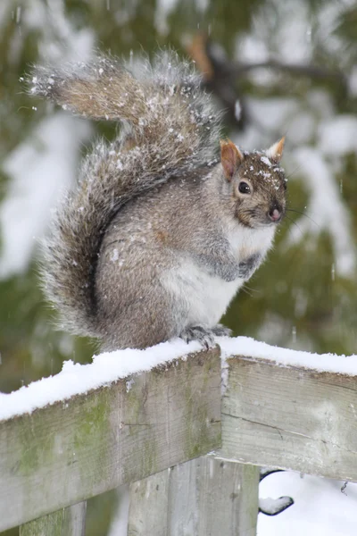 Squirrel, Grey on top of fence — Stock Photo, Image