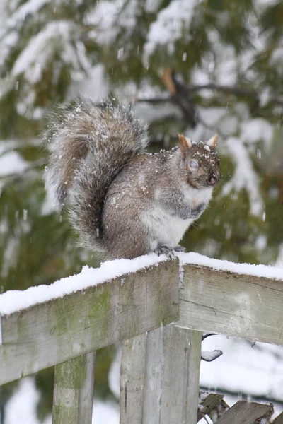 Eichhörnchen, grau auf dem Zaun — Stockfoto