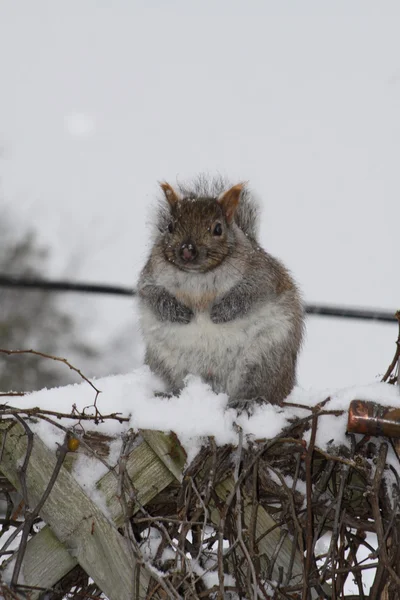 Squirrel, Grey on top of fence — Stock Photo, Image