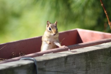 Chipmunk (Eastern) clipart