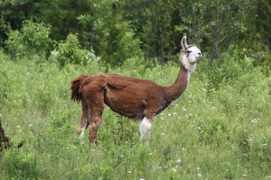 Lama'nın