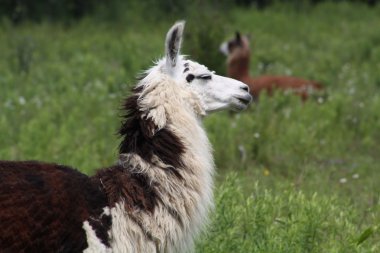 Lama'nın