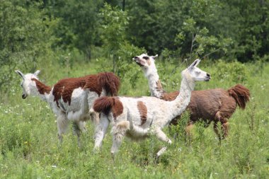 Lama'nın