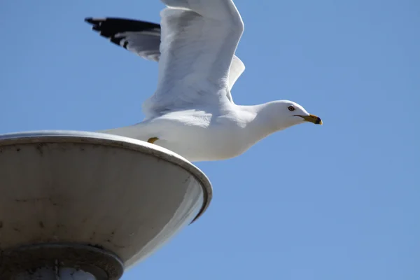 Ring-Billed Gull — Stock Photo, Image