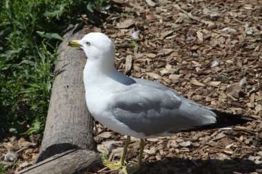 Ring-billed martı