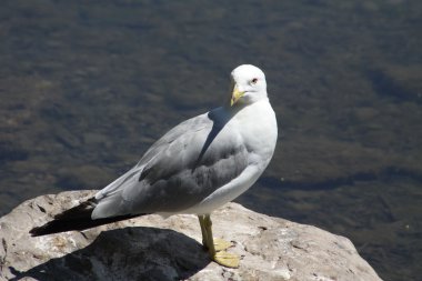 Ring-billed martı