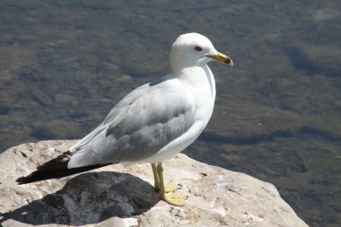 Ring-billed martı