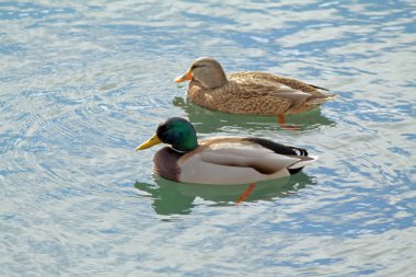 Mallards ( Hen & Drake )