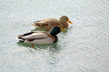 Mallards ( Hen & Drake ) clipart