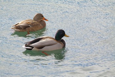 Mallards ( Hen & Drake )