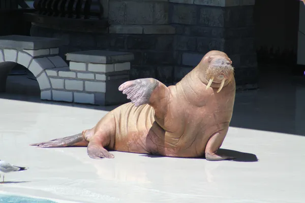 Walrus (Raised Flipper) — Stock Photo, Image