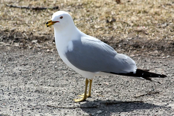 Ring-Billed Gull — Stock Photo, Image