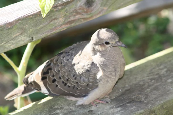 stock image Mourning Dove