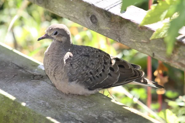 Stock image Mourning Dove