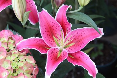 Stargazer Lily