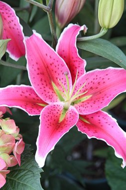 Stargazer Lily