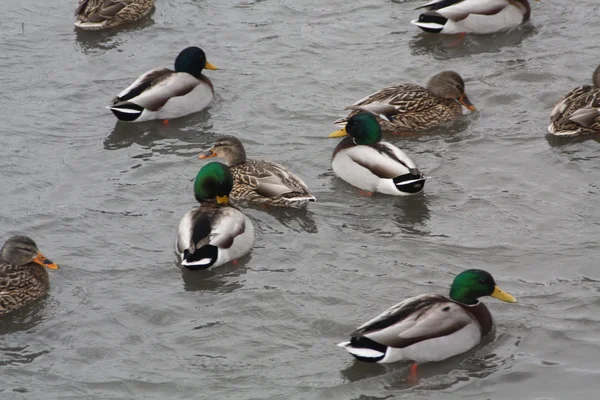 stock image Mallard Duck-Drakes & Hens