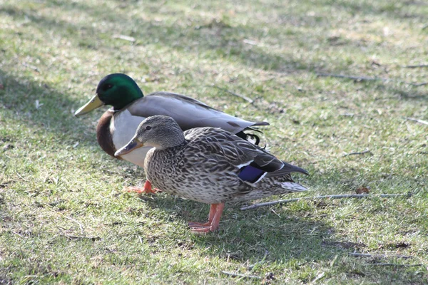 Mallard Duck-Hen & Drake — Stock Photo, Image
